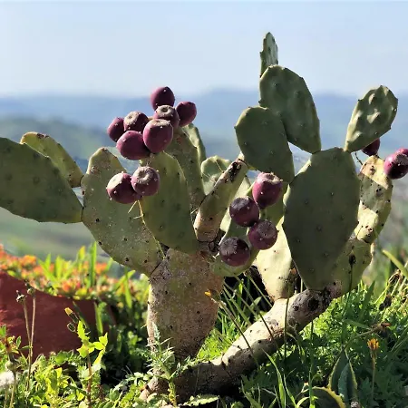Evergreen House * Agrigento