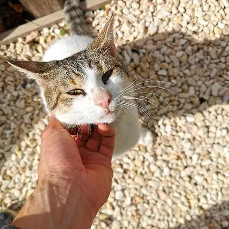 Evergreen House Holiday home *