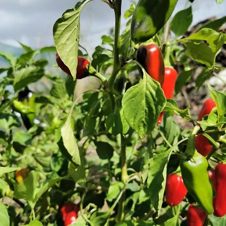 Holiday home Evergreen House