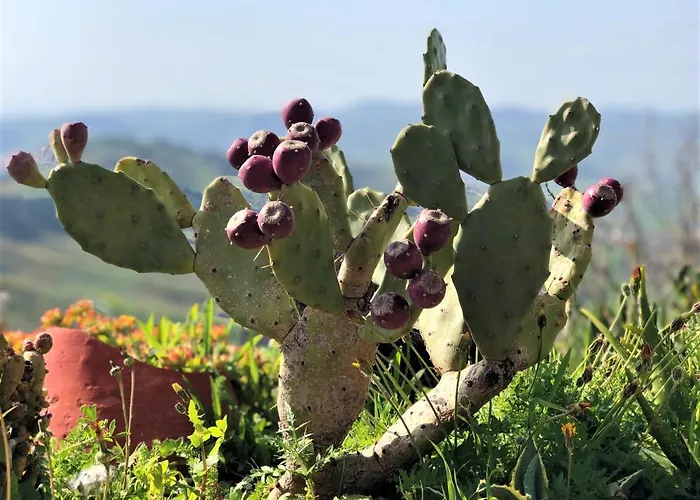 Evergreen House * Агридженто