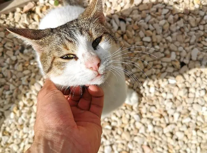 Evergreen House Дом отдыха *