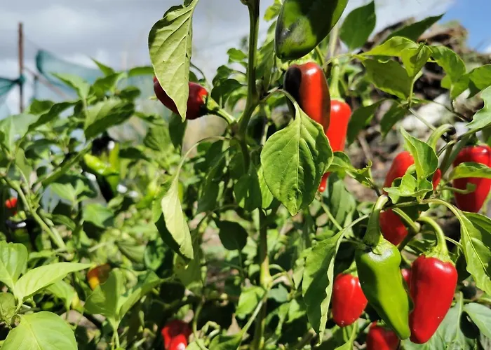 Дом отдыха Evergreen House