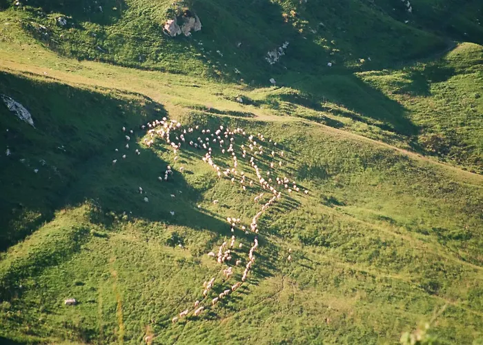 Evergreen House Агридженто